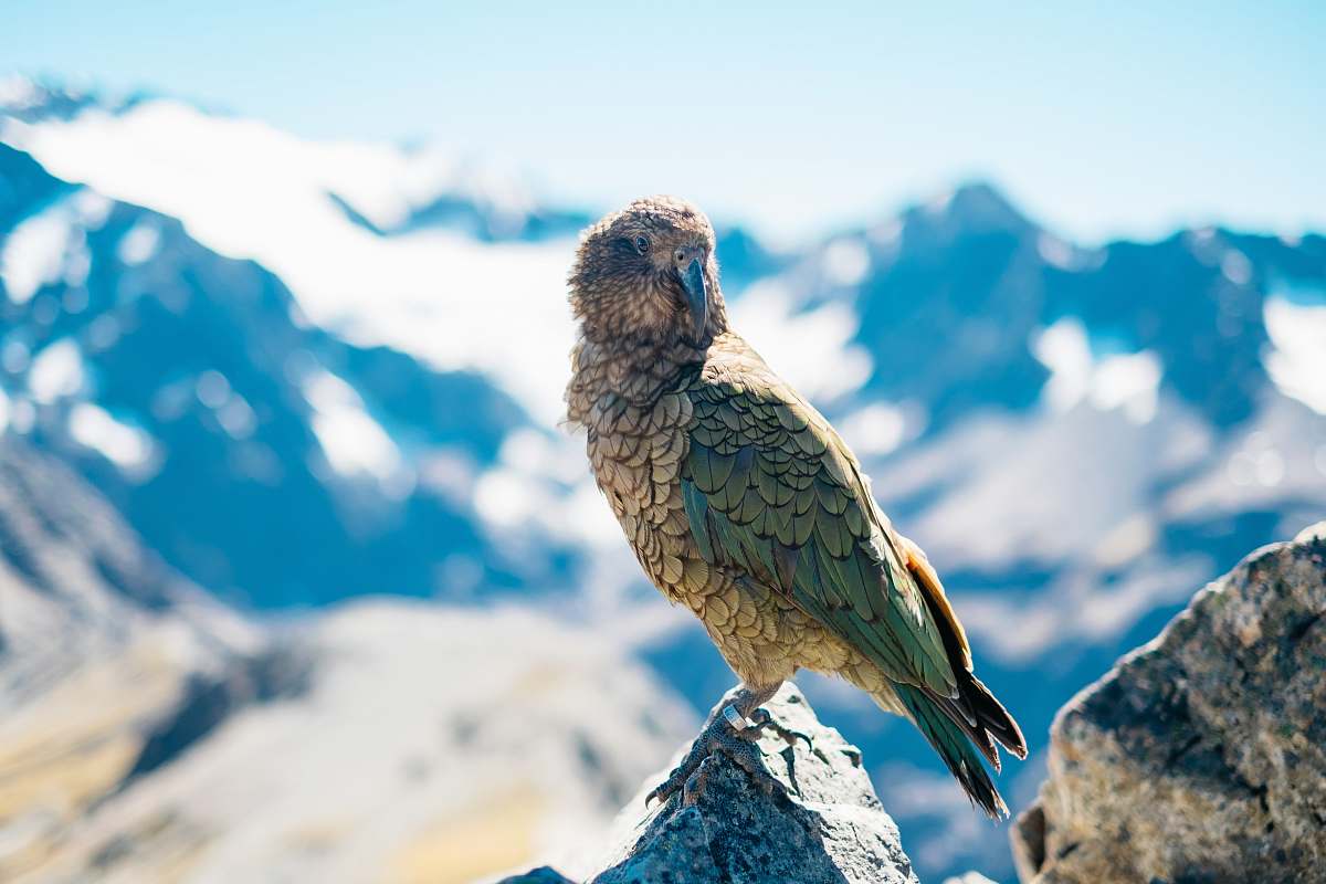 bird shallow focus photography of gray and green bird on mountain rock during daytime new zealand
