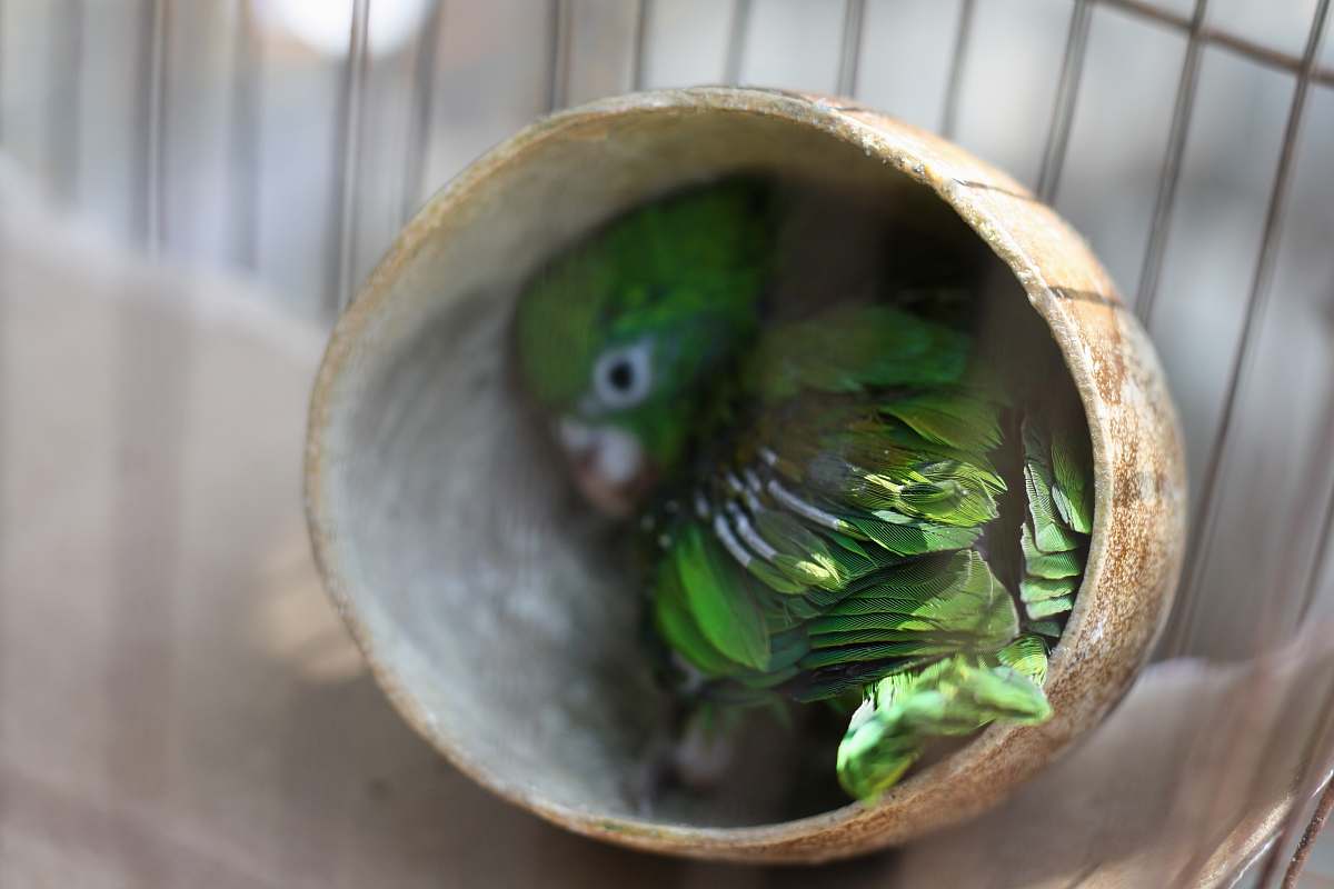 snake shallow focus photography of green bird reptile