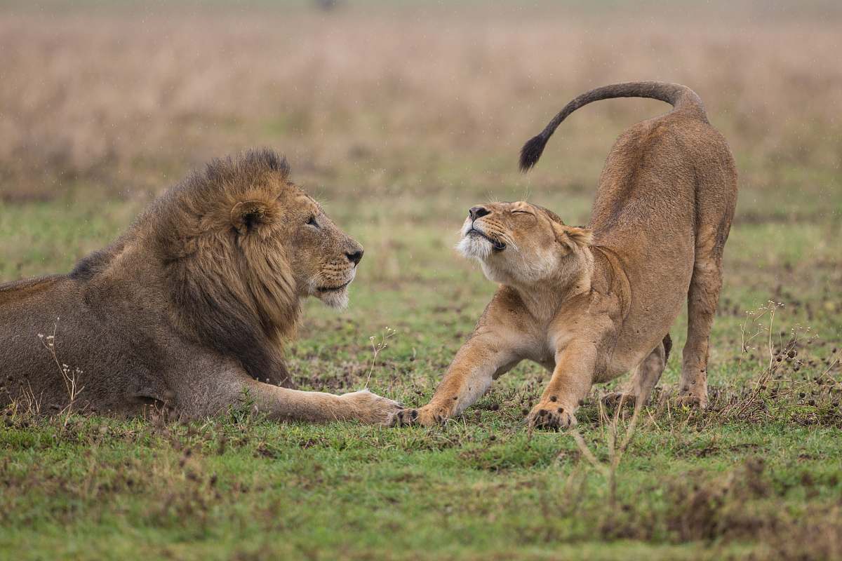lion shallow focus photography of lioness standing beside lion wildlife