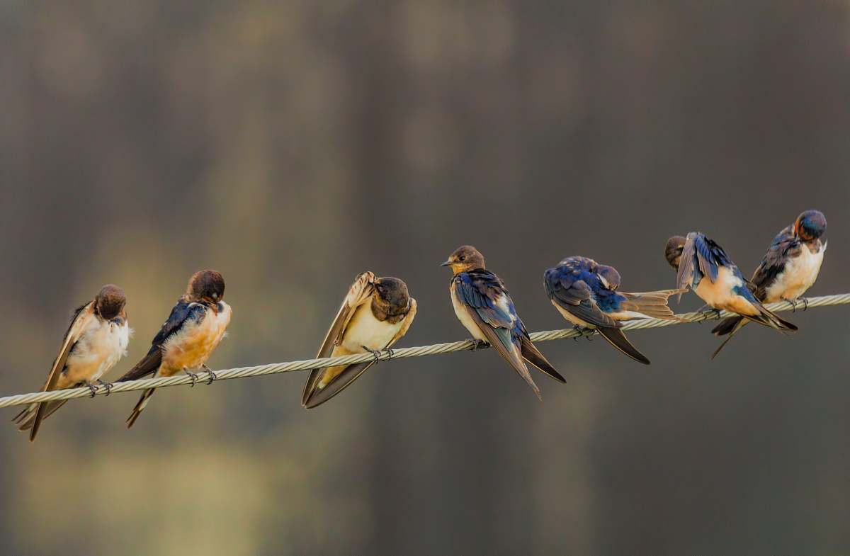 bird shallow focus photography of seven birds standing on gray cable finch