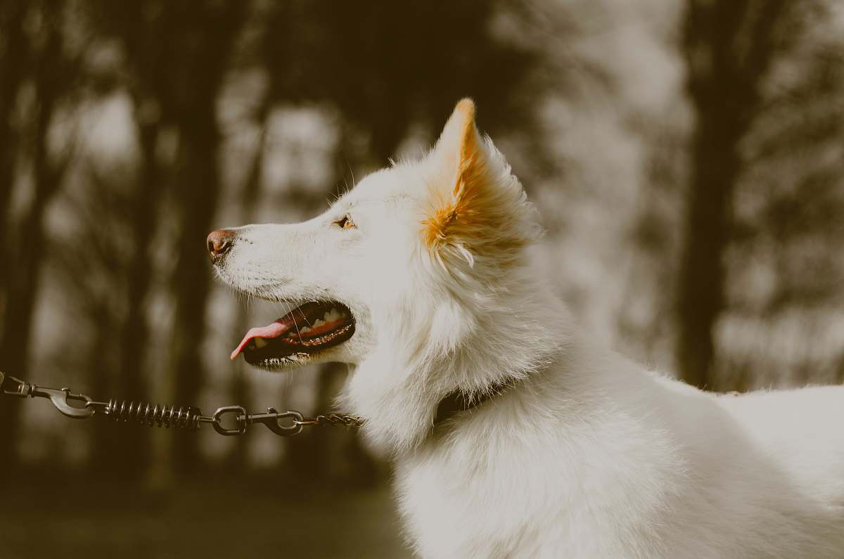 dog shallow focus photography of white dog canine