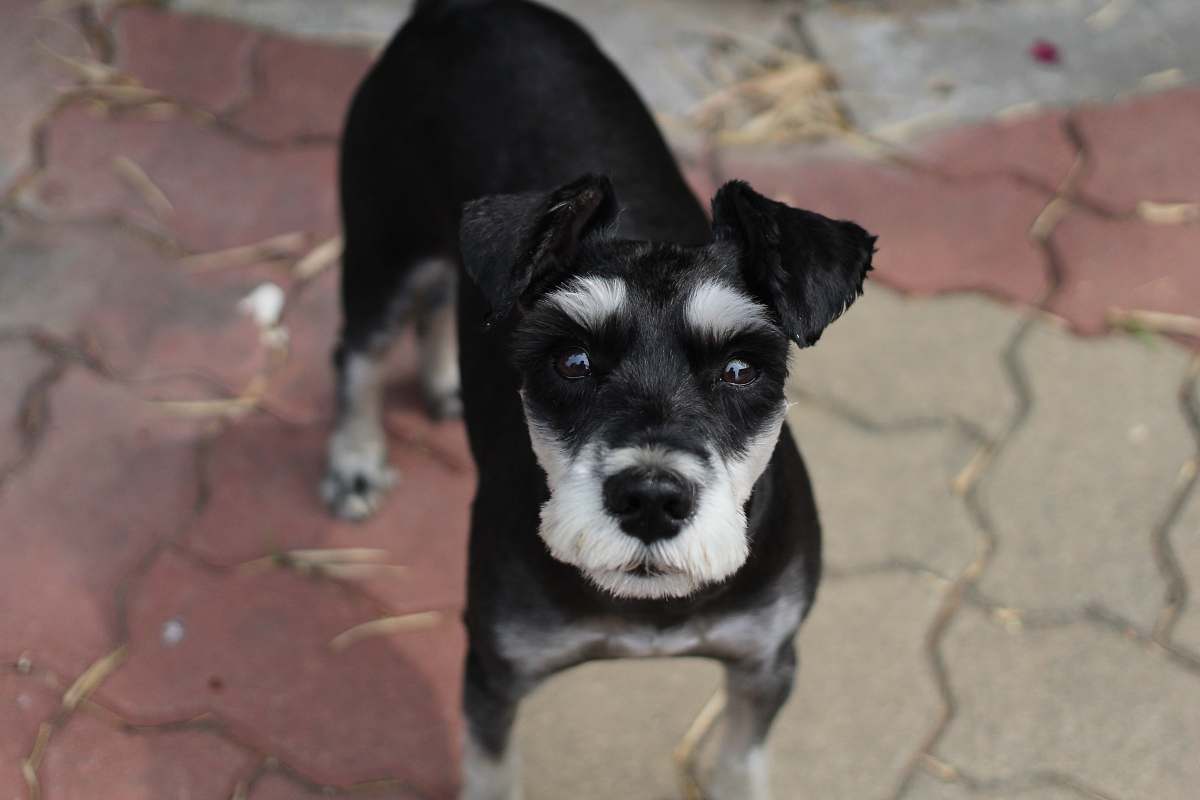 dog shallow photography of puppy while looking up pet