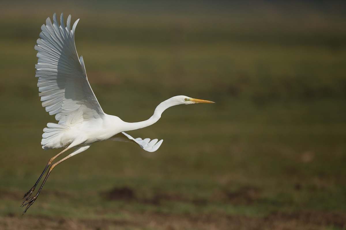 bird shallow photography of white bird heron