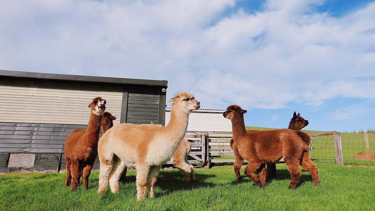 mammal sheeps on grass alpaca
