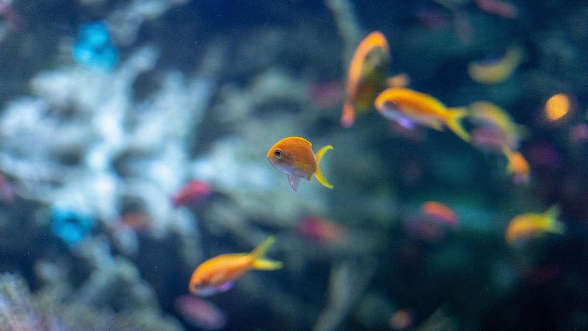 fish shoal of fish water