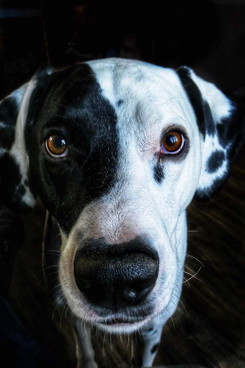 dog short-coat black and white dog canine