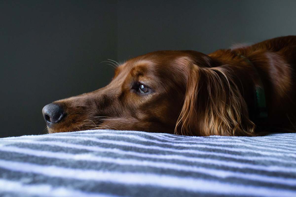dog short-coat brown dog lying on blue and white striped bedspread pet