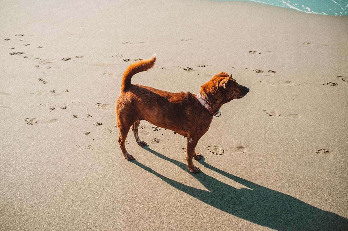 dog short-coat brown dog on grey sand pet