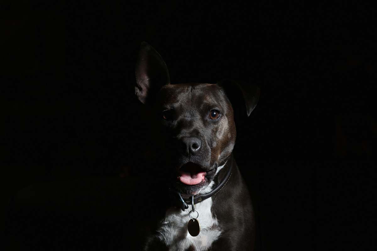 canine short-coated black and white dog dog