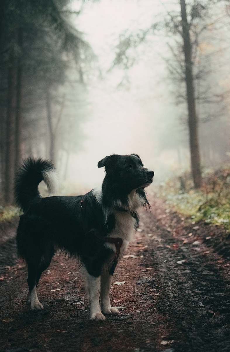 dog short-coated black and white dog standing outdoor canine