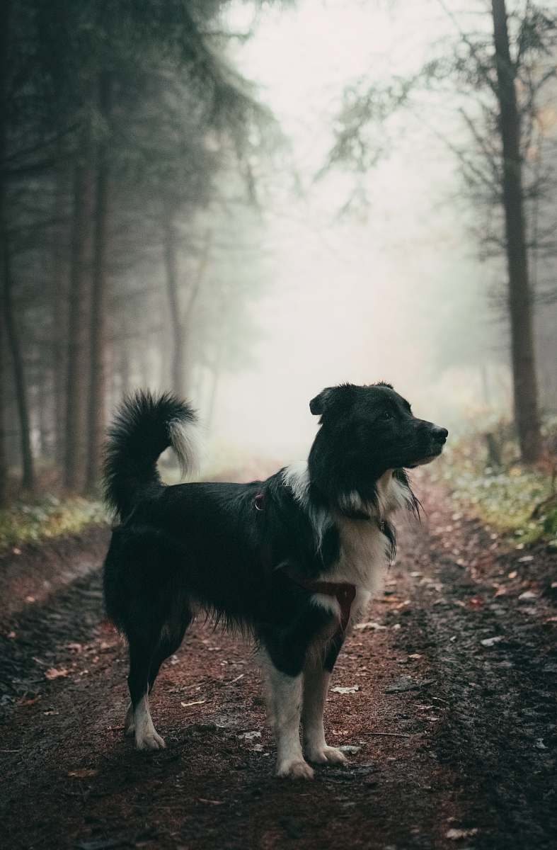 dog short-coated black dog standing on brown soil canine