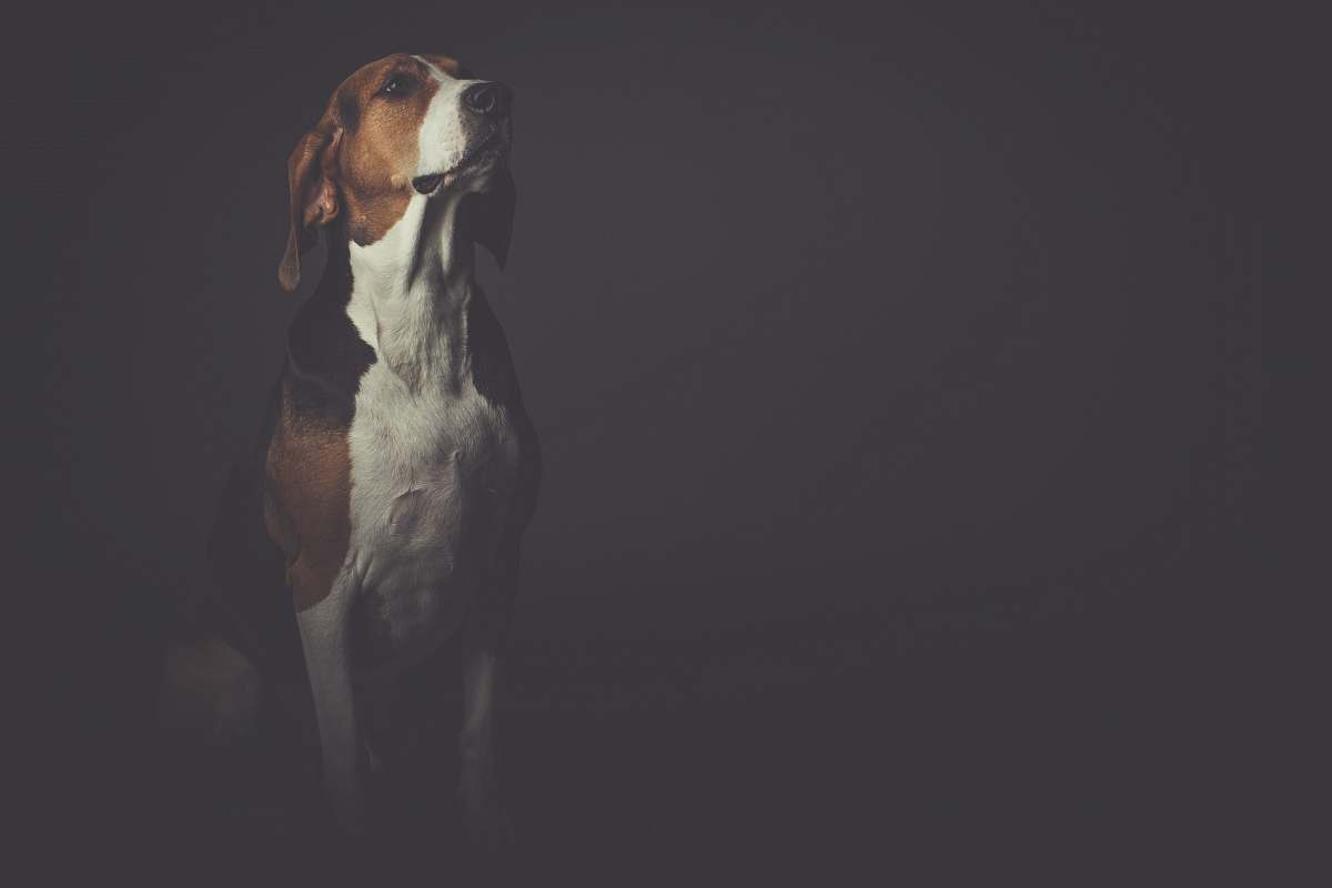 dog short-coated brown and white dog pet