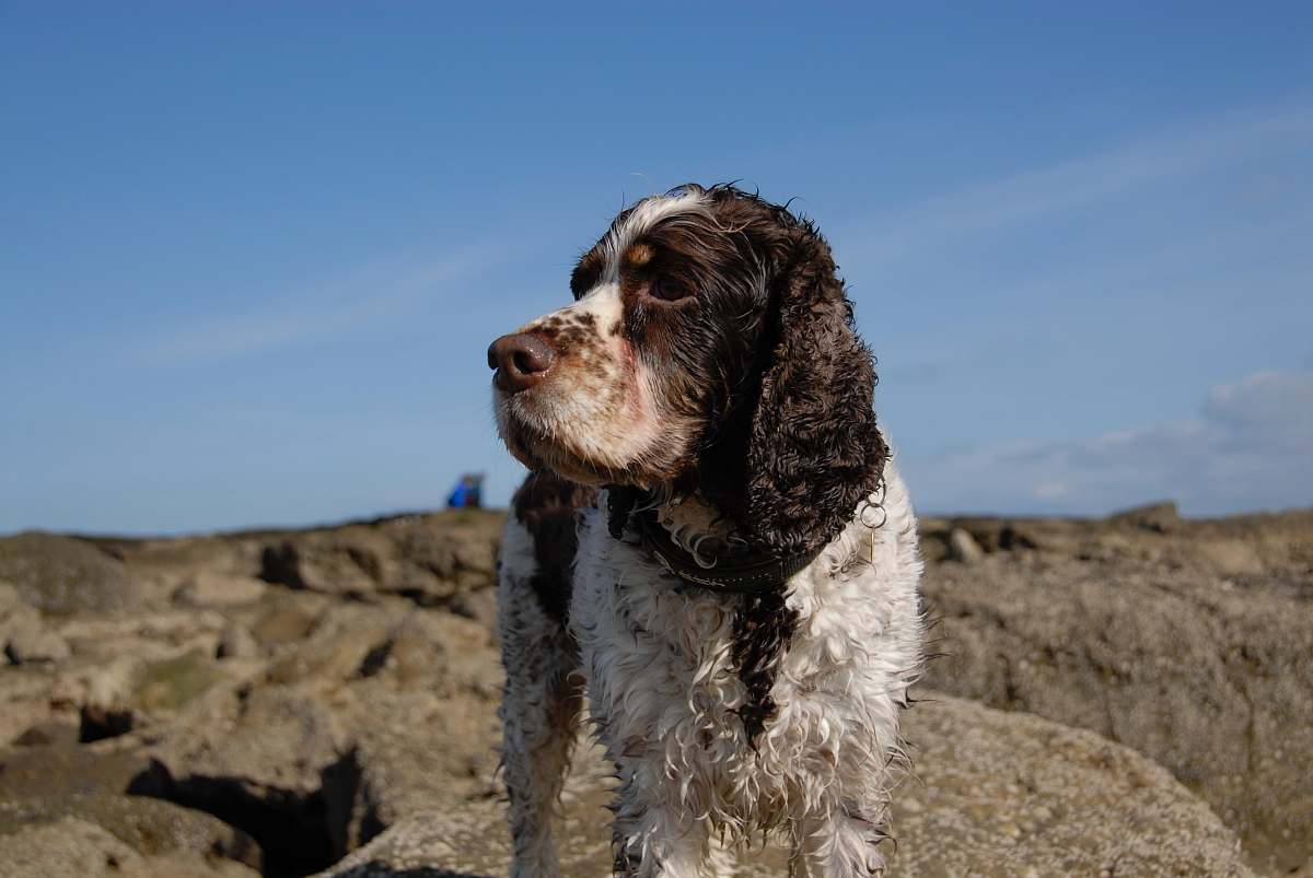 dog short-coated brown and white dog on rock during daytime pet