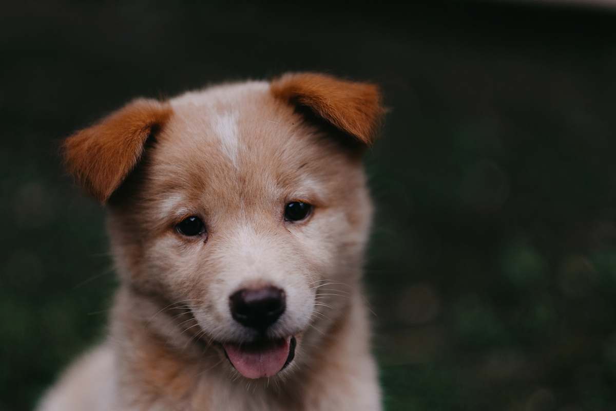 dog short-coated brown puppy puppy