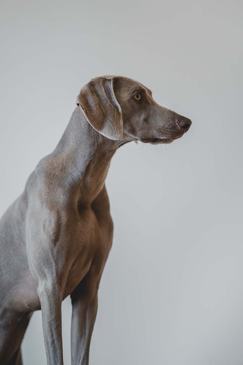 dog short-coated gray dog pet