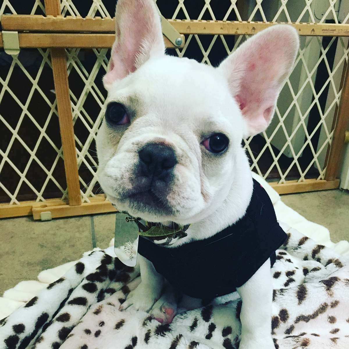 dog short-coated white puppy french bulldog