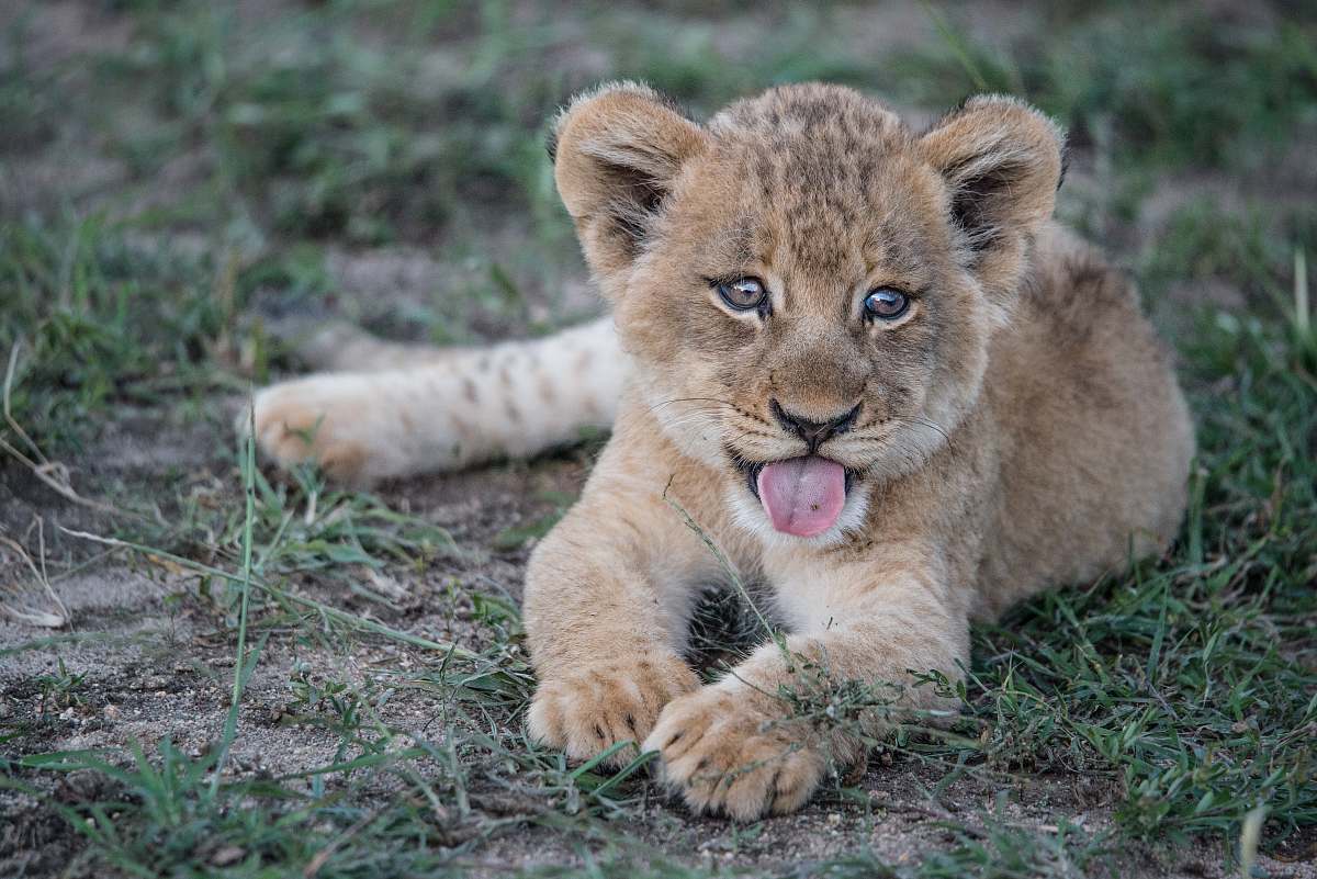 mammal short-fur brown lion cub lying on green grass plant lion