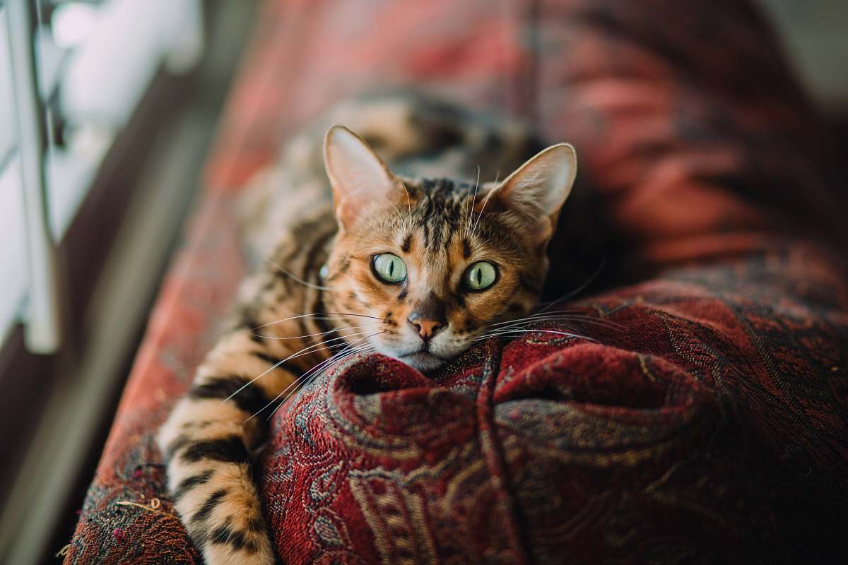 cat short-fur orange and black cat pet
