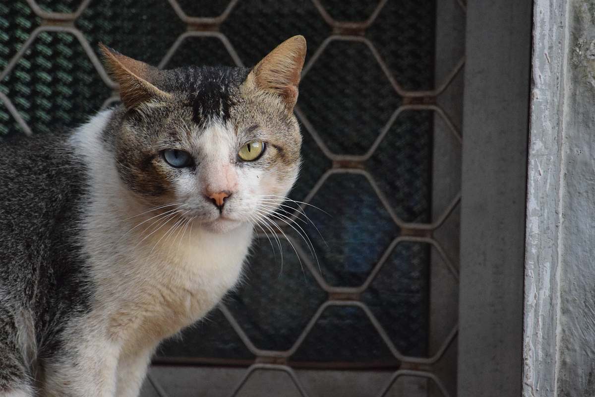 abyssinian short-fur white, black, and brown cat cat