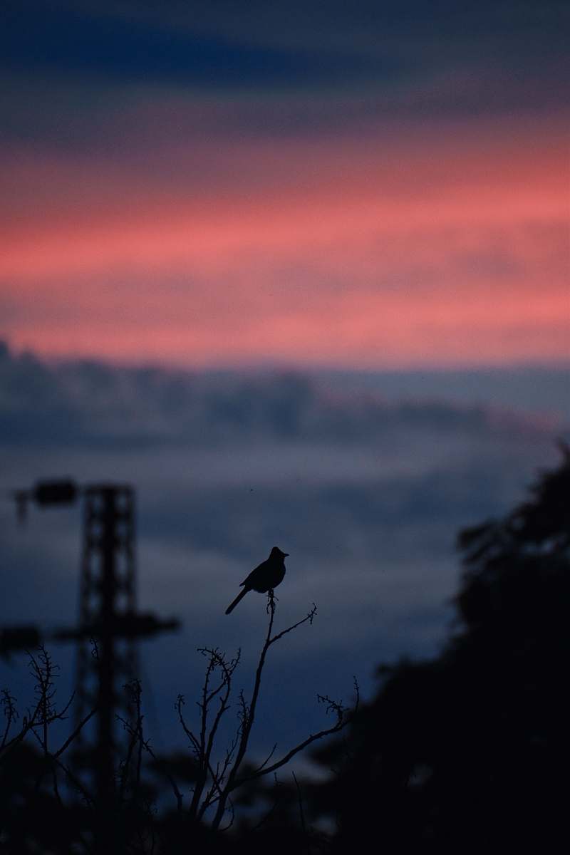bird silhouette of bird vulture