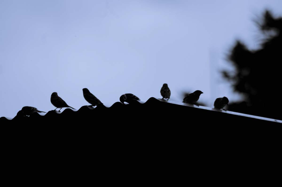 bird silhouette of birds at the roof flock