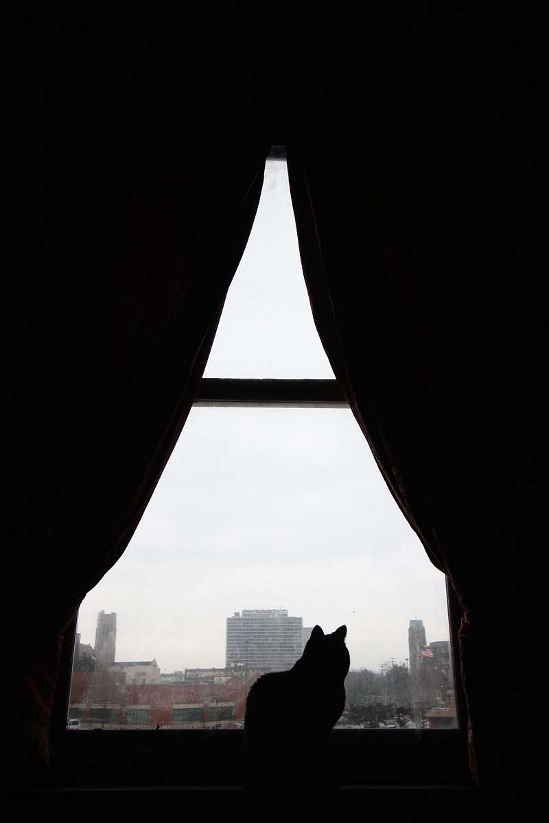 cat silhouette of cat in front of window during daytime pet