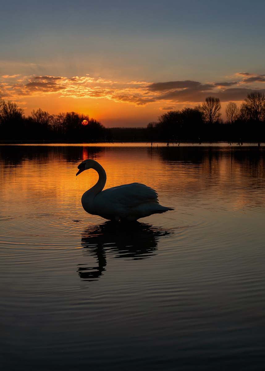 bird silhouette photography of duck at water outdoors