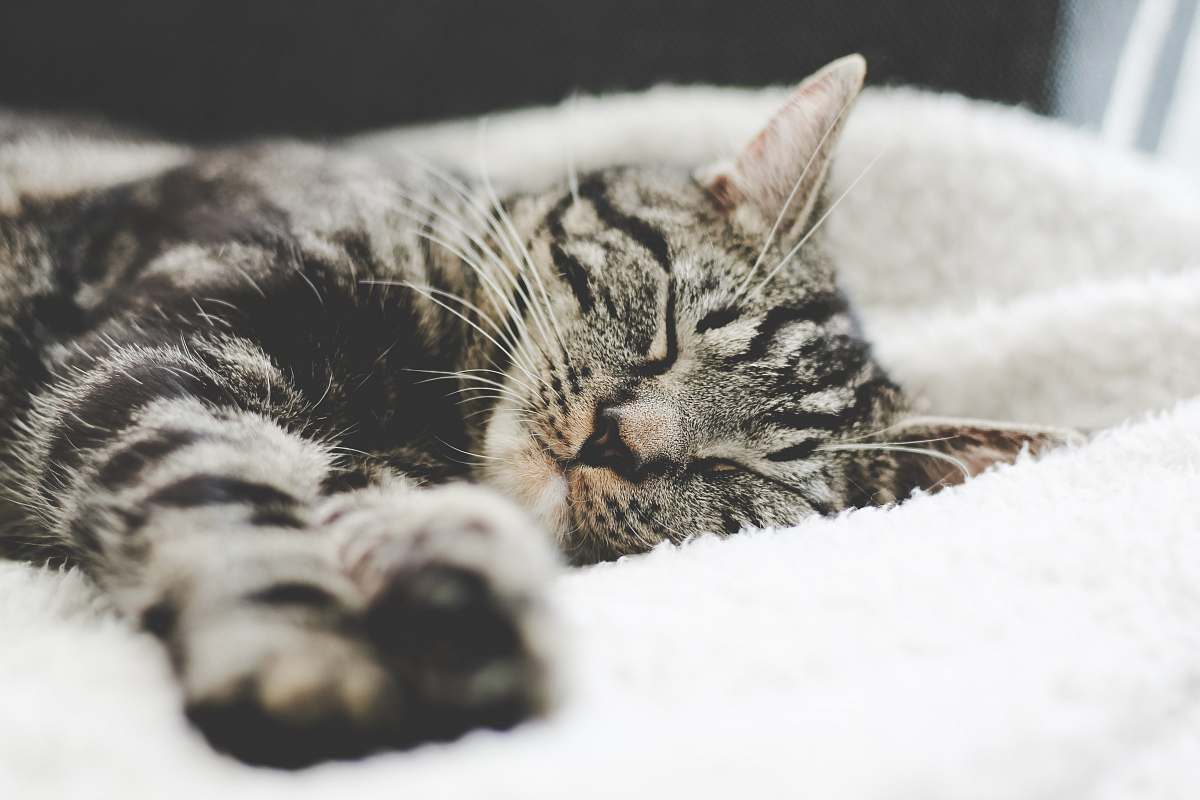 cat silver tabby cat sleeping on white blanket kitten