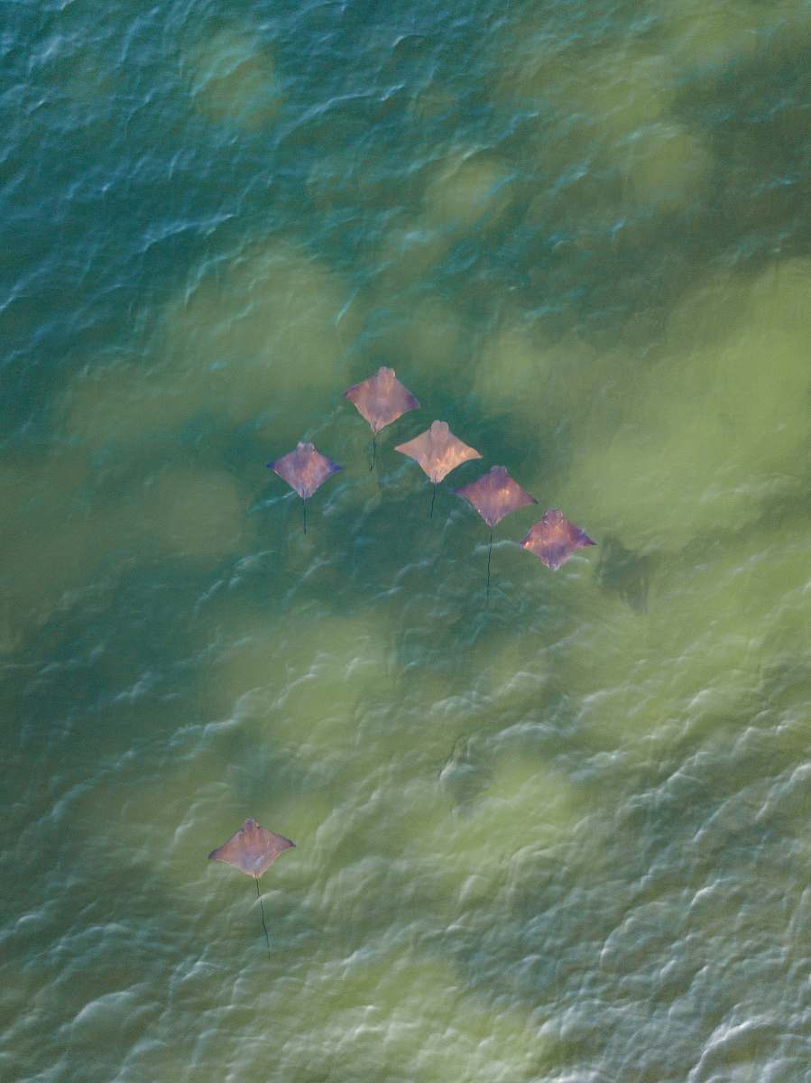 coho six brown string rays fish