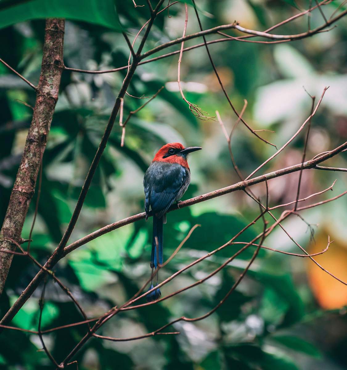 bird small red and black bird on tree branch during daytime finch