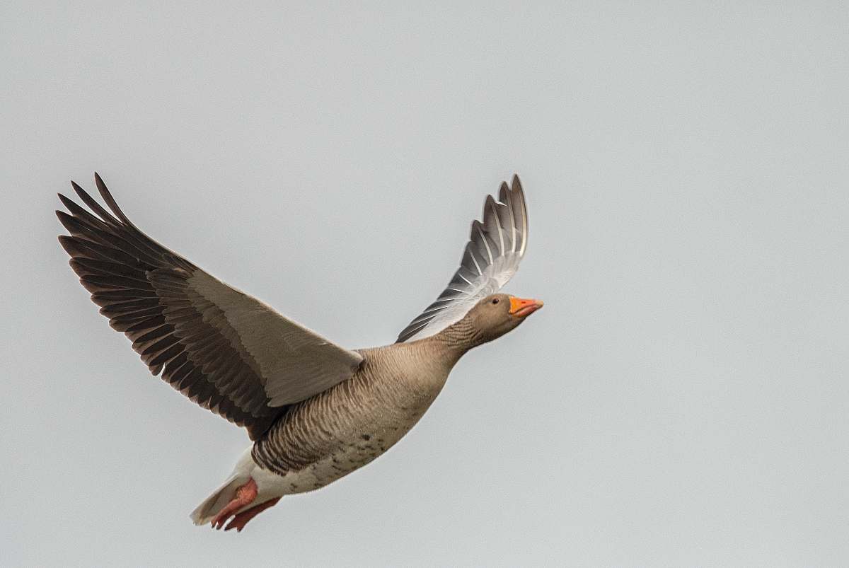 bird soaring gray bird goose