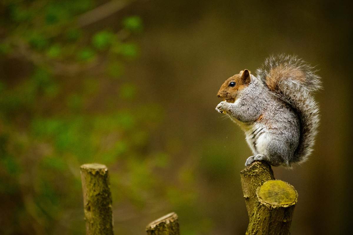 mammal squirrel on tree trunk squirrel