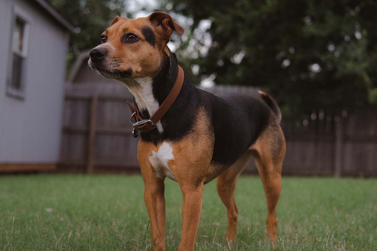 dog standing brown, white, and black on green lawn grass canine