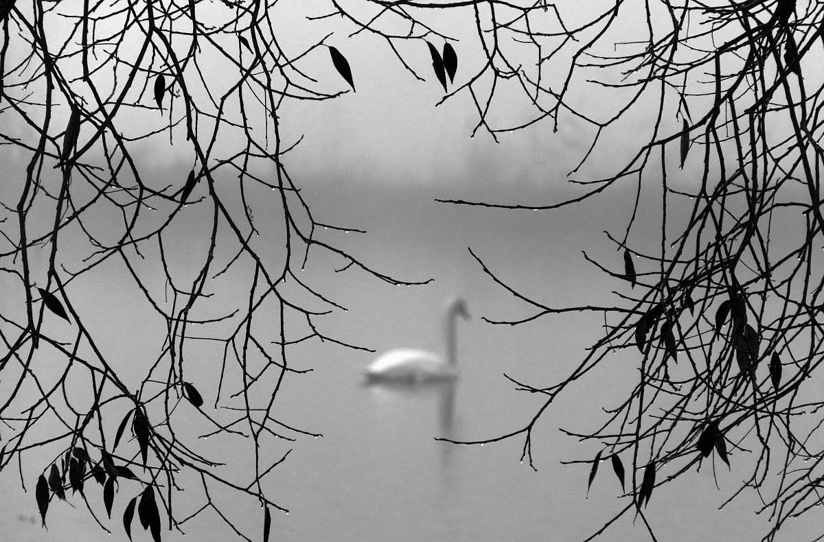 bird swan swimming on body of water during daytime black-and-white