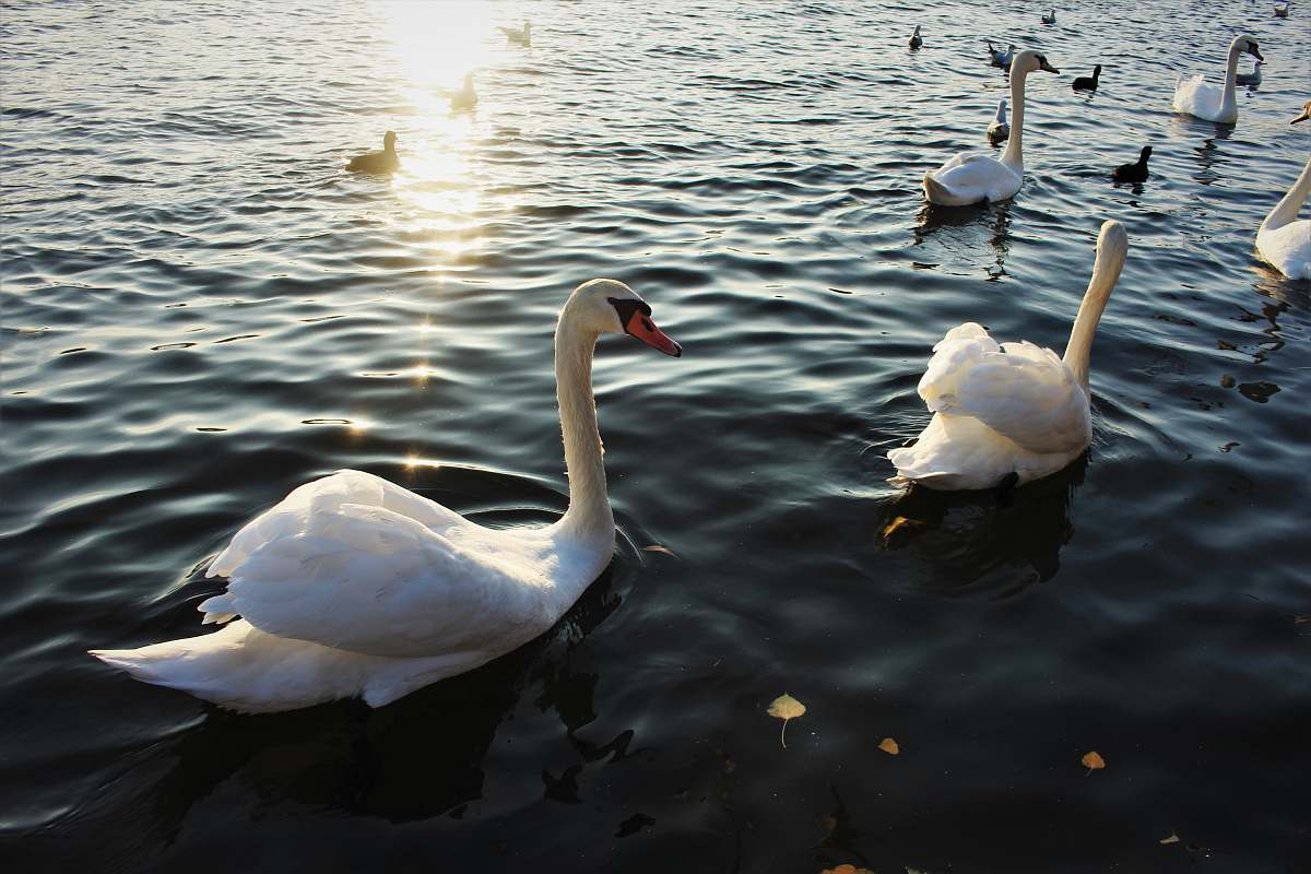 bird swans on water during daytime swan