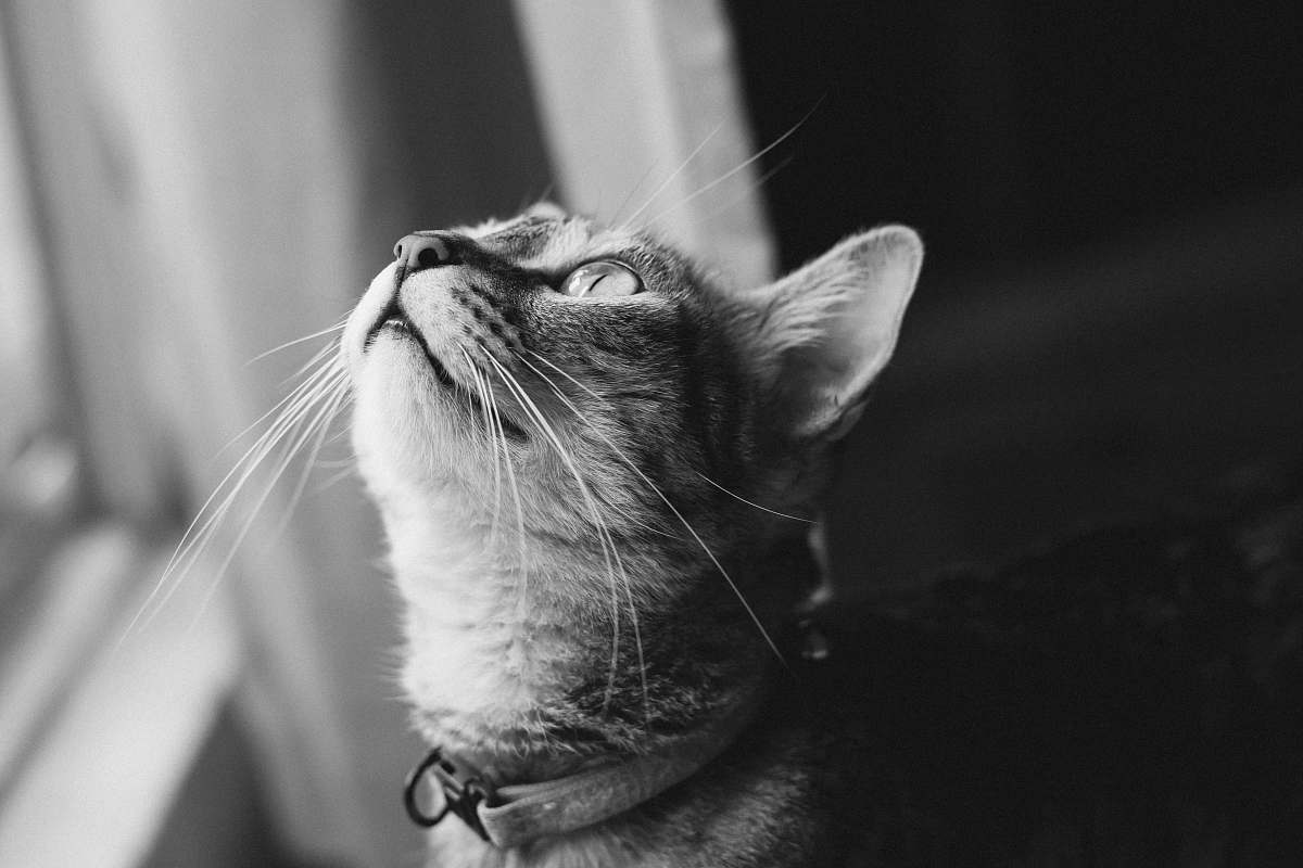 black-and-white tabby cat looking upwards cat