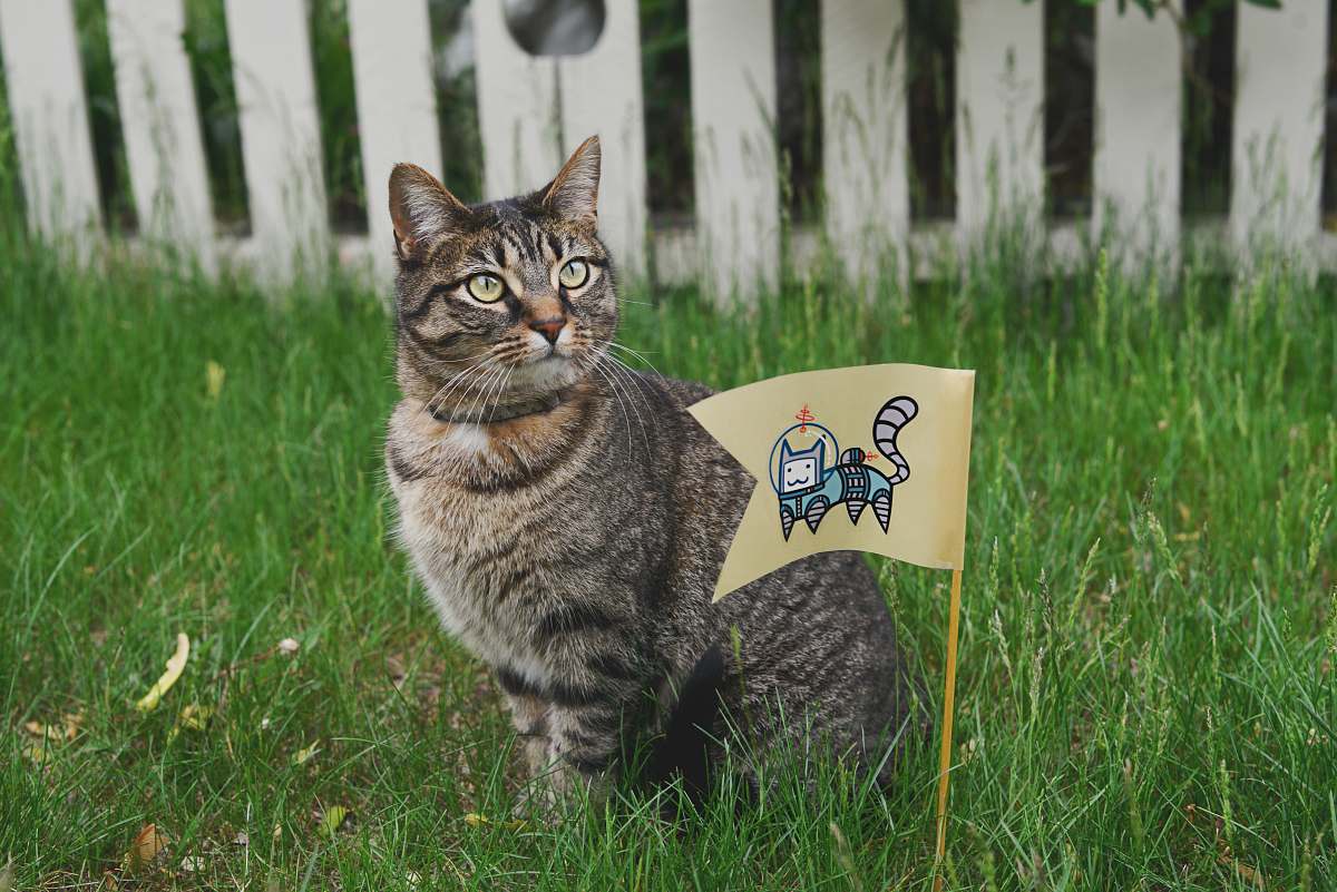 pet tabby cat on grass field beside flag cat