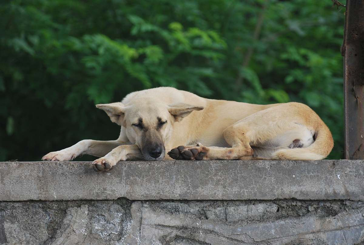 lion tan dog mammal