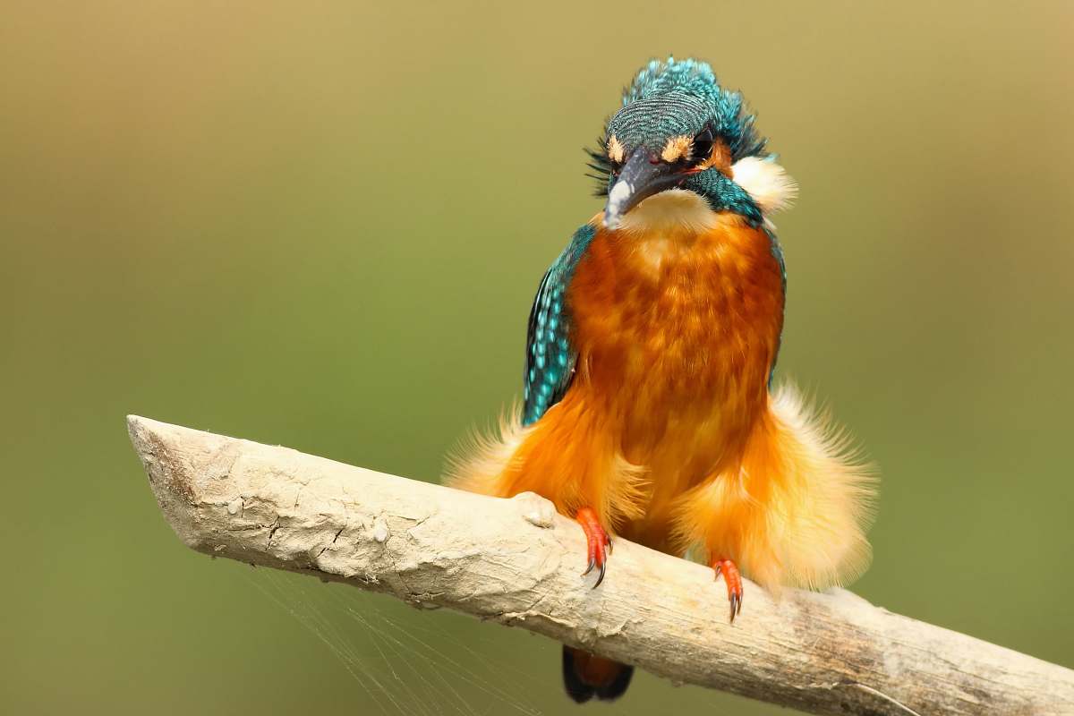 bird teal and brown bird perched on white stick nature