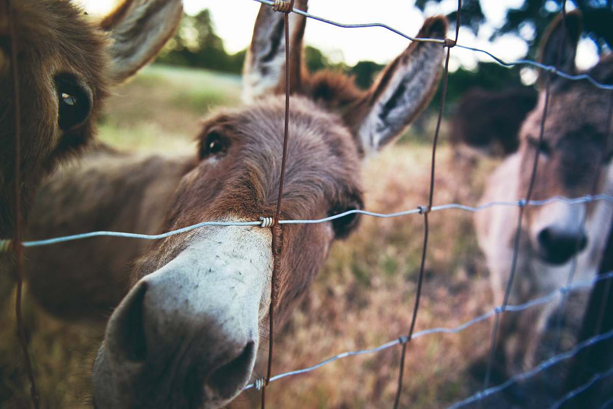 mammal three brown donkeys inside gray metal chain fence donkey