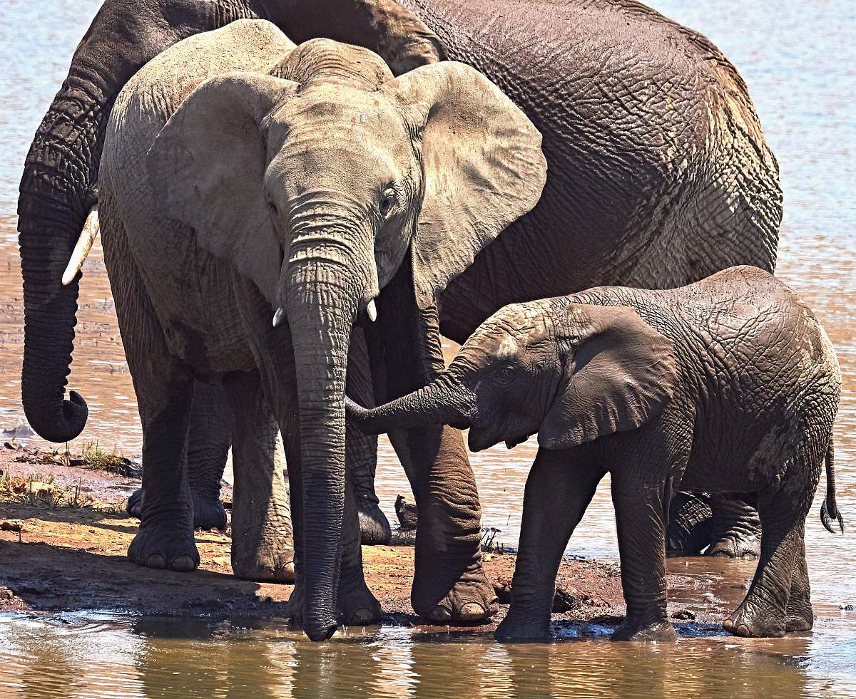 elephant three elephants near body of water wildlife