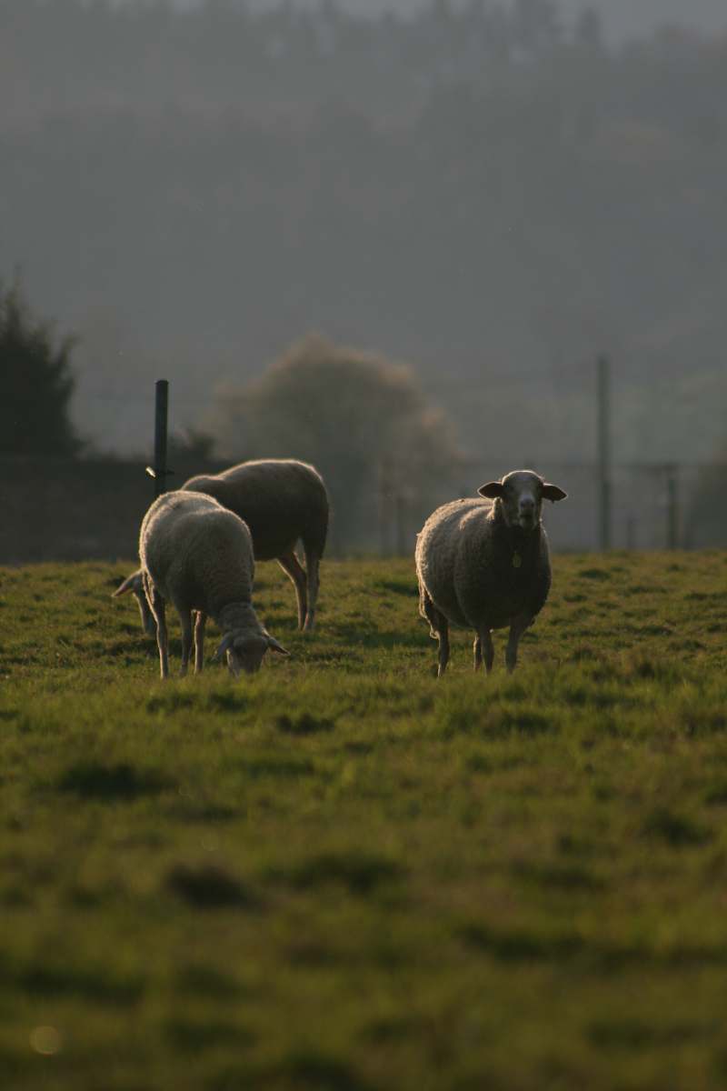 mammal three sheep on green grass field nature