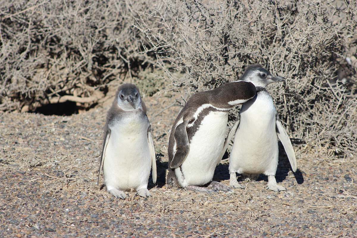 bird three white and black penguins beside plants penguin