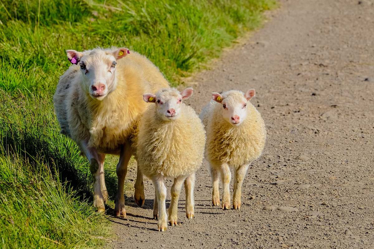 mammal three white lambs walking beside green grass field sheep