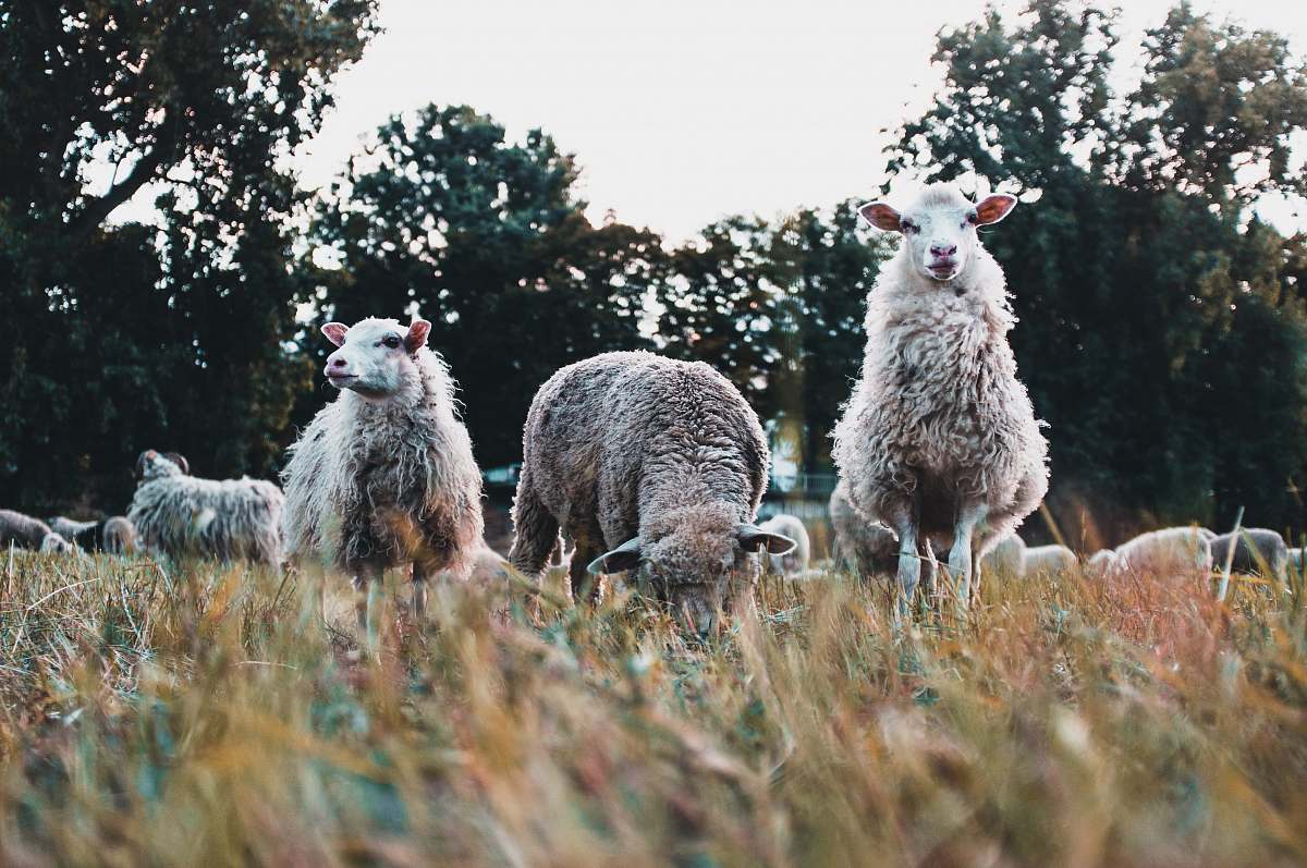 sheep three white sheeps on grass mammal