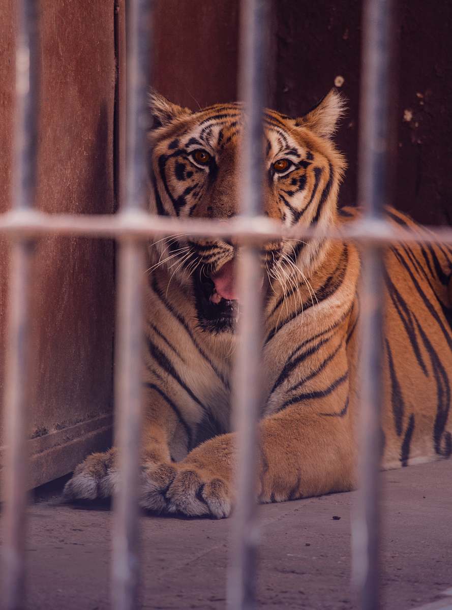 mammal tiger inside cage tiger