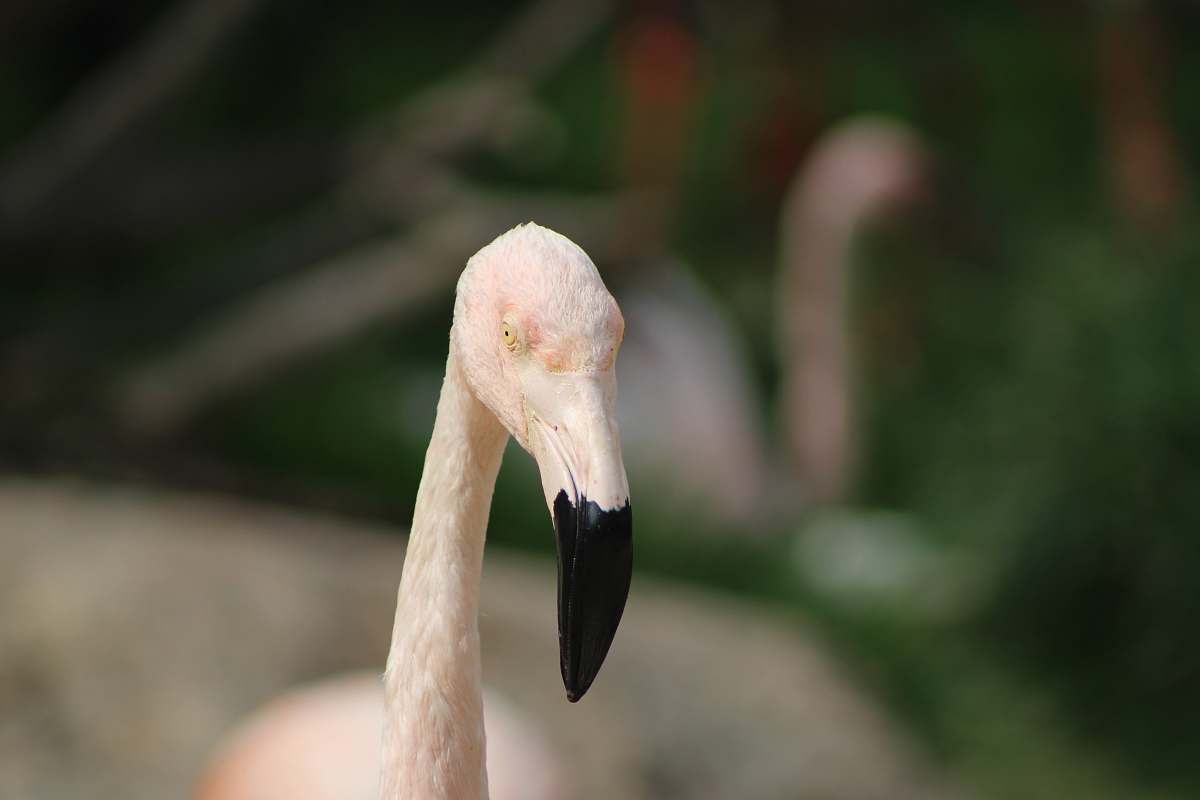 bird tilt-shift photography of white flamingo beak