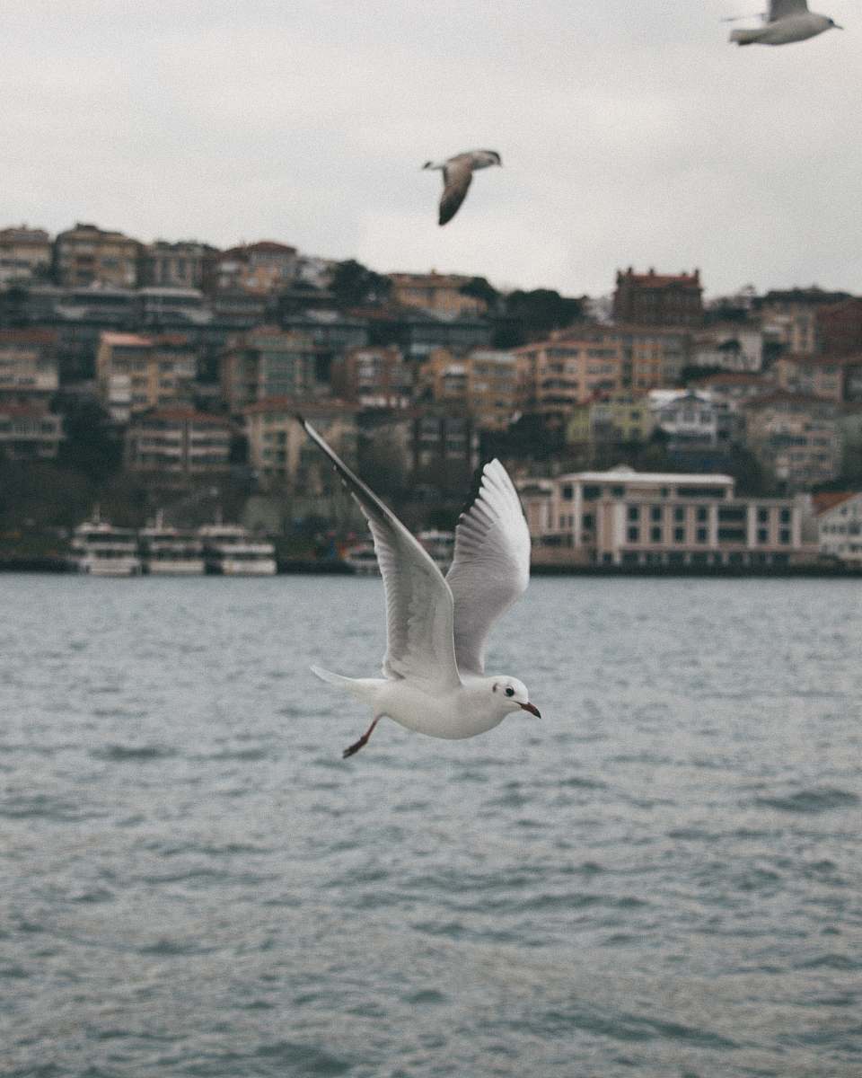 bird time lapse photography of a flying seagull grey