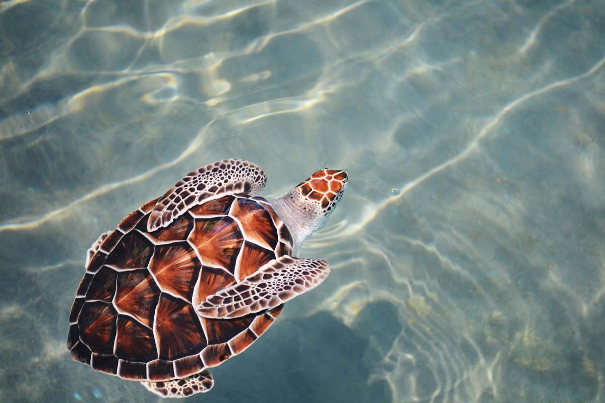 turtle turtle swimming on body of water sea turtle