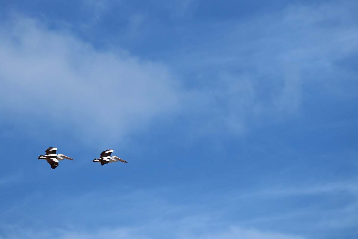 bird two birds in flight flying